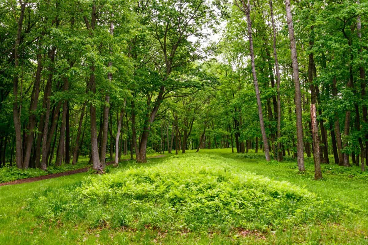 Effigy Mounds National Monument  Most Americans Can't Properly Identify These Iconic U.S. Monuments