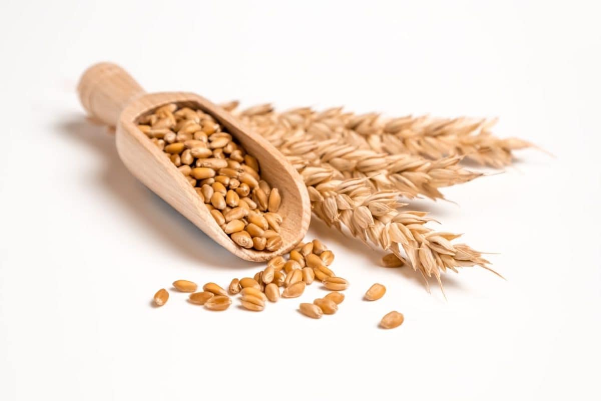 Wheat grain in wooden scoop and bundle of wheat spikes isolated on white. Concept of food supply, vegetarian diet, carbs and nutrients.