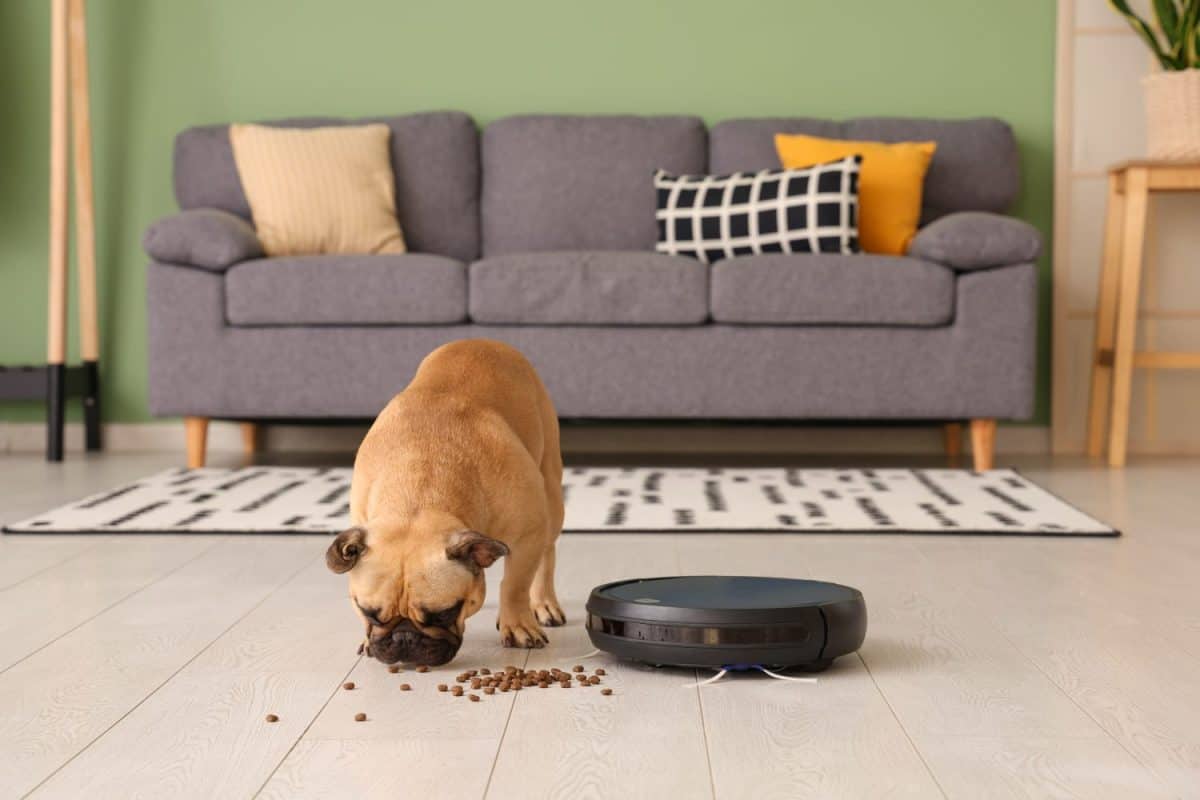 Robot vacuum cleaner cleaning food after cute french bulldog at homeI Loved My Dyson, But These 8 Vacuum Brands Are a Better Deal