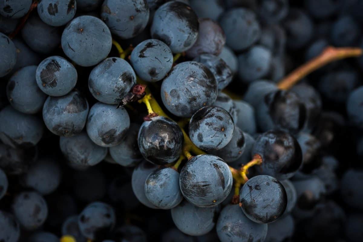 Sangiovese's harvest in Montepulciano, Tuscany, Italy. I Used to Only Drink Cabernet Sauvignon, But These 16 Red Wines Are Better