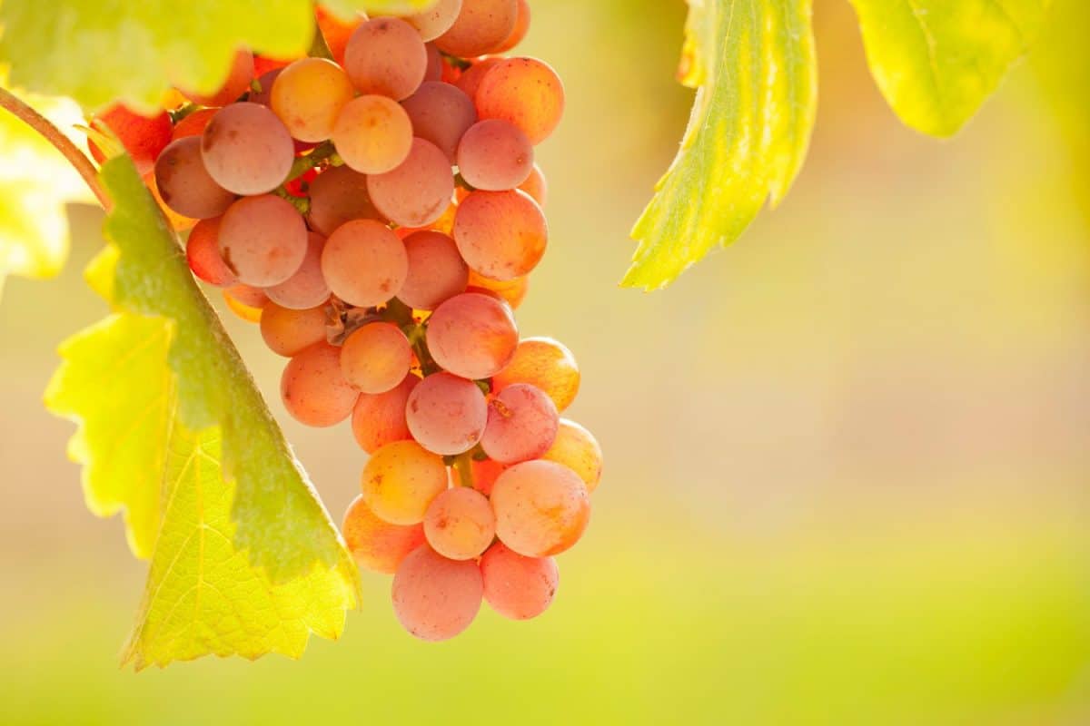 Close-up of a bunch of grapes - Gewürztraminer - on a sunny morning - selective focus. Forget Chardonnay, These 12 White Wines Are Better