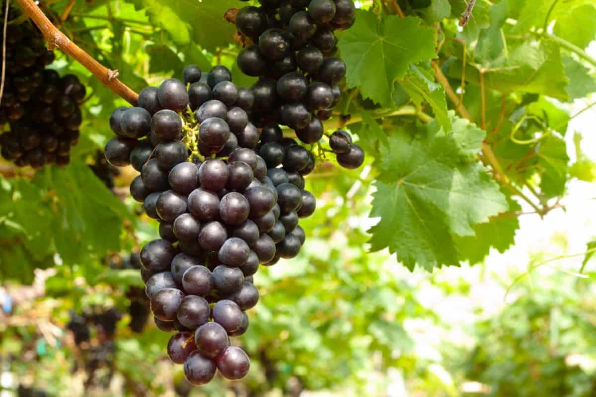 Red grapes ready to be harvested at a vineyard. I Used to Only Drink Cabernet Sauvignon, But These 16 Red Wines Are Better