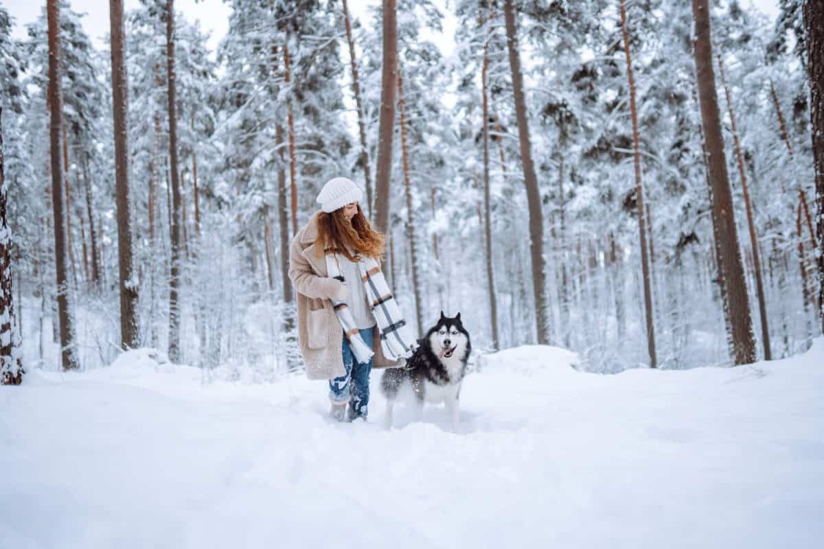 Cheerful woman in the snow playing with a husky dog. Friendship. Domestic dog concept.