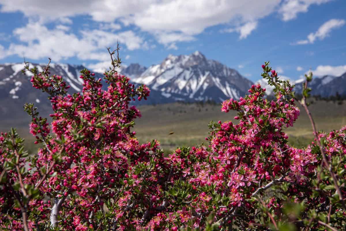 Wildflowers at Mammoth Lakes.