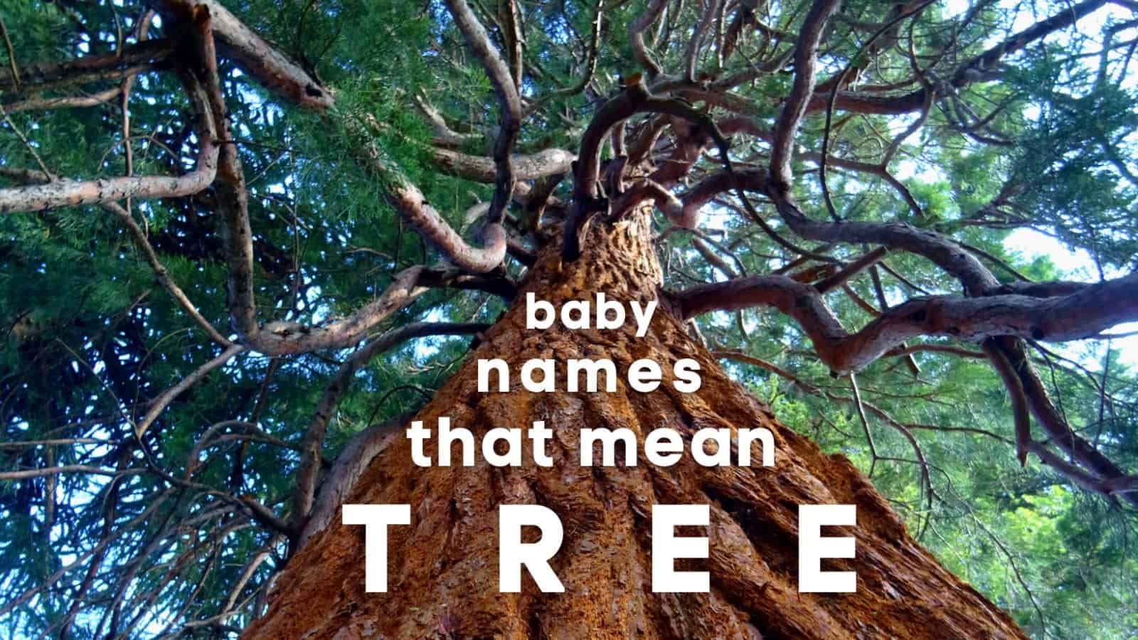 Funny Tree Names