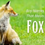 Boy Names That Mean Fox