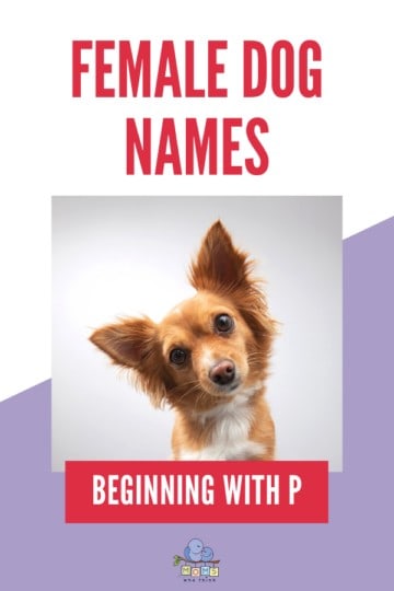 Female Dog Names Beginning With P