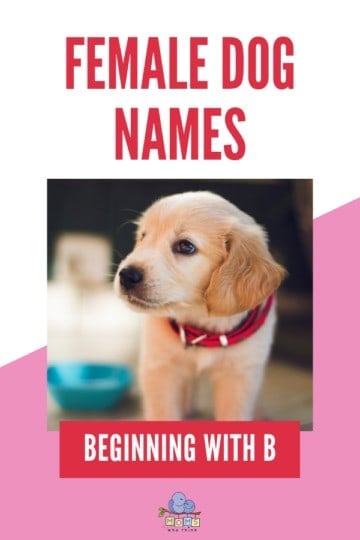 Female Dog Names B