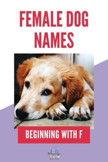 Female Dog Names Beginning With F