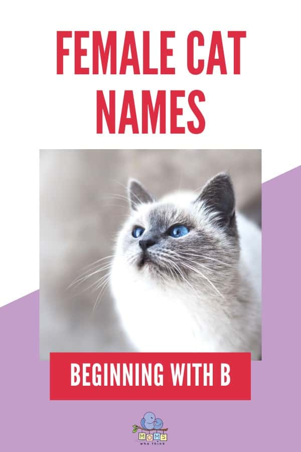 Names For Girl Cats B