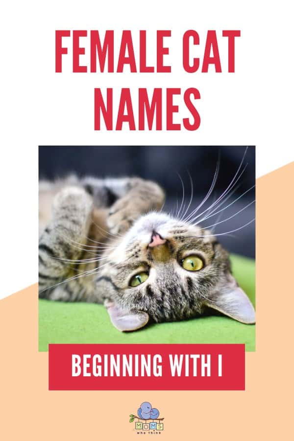 Names for Girl Cats I