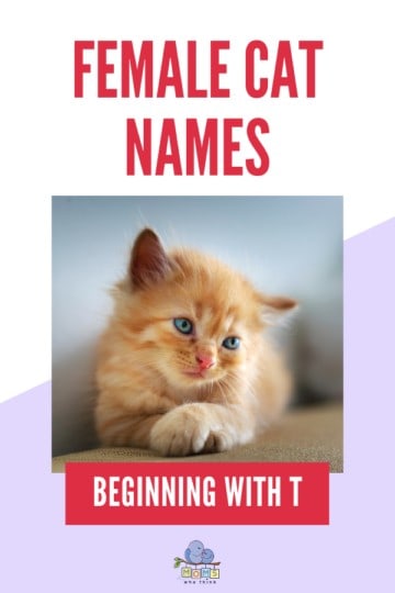 Names for Girl Cats T