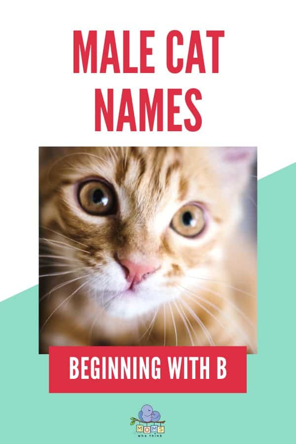 Names for Boy Cats B, b beginning names 