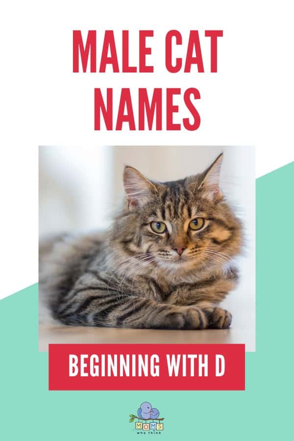 Names for Boy Cats D