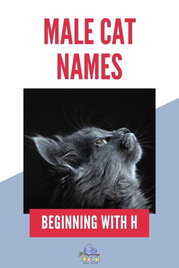 Names For Boy Cats H