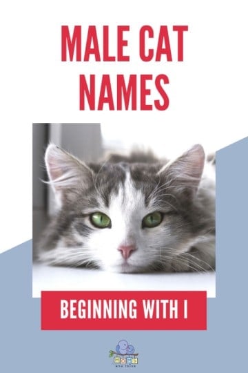 Names for Boy Cats I