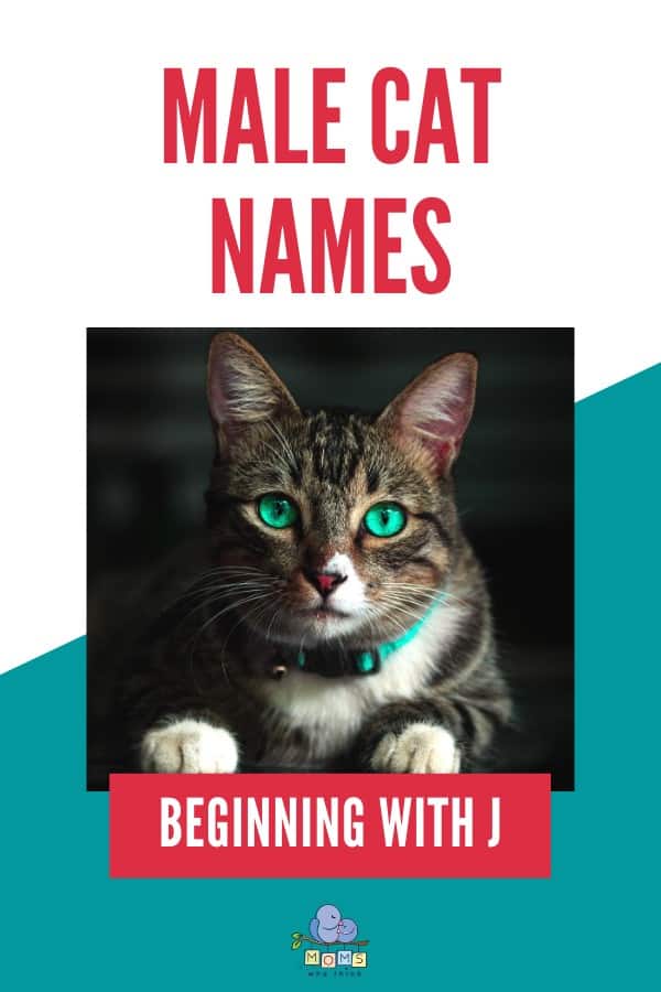 names-for-boy-cats-j