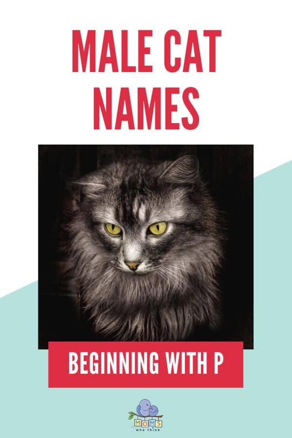 names-for-boy-cats-p