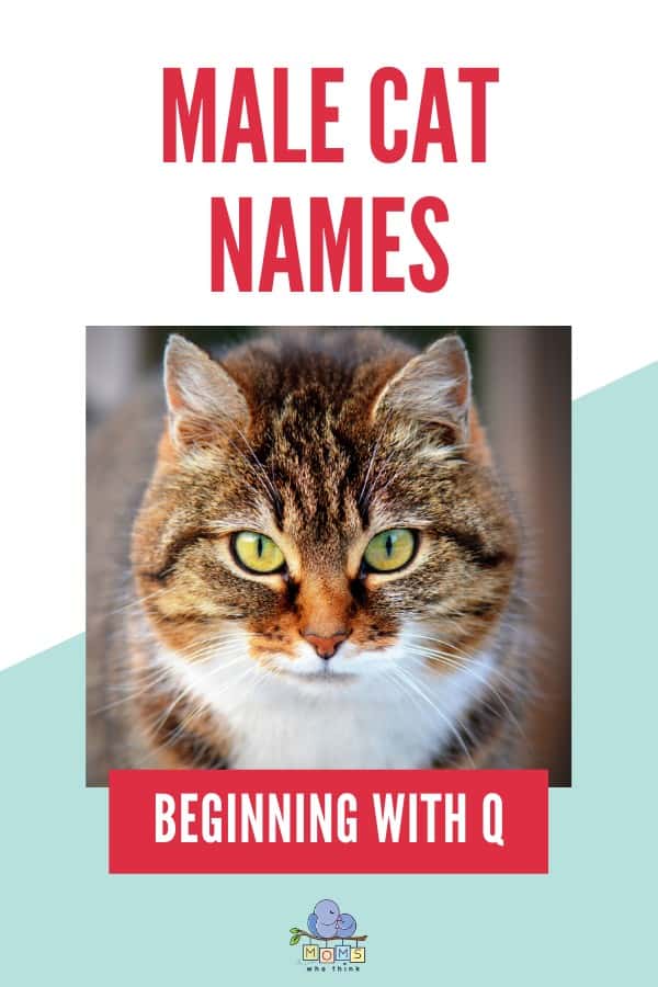 Names For Boy Cats Q