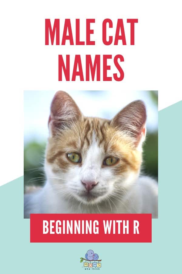 names-for-boy-cats-r