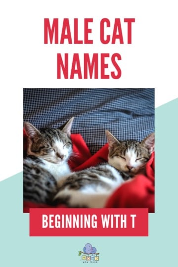 Names for Boy Cats T