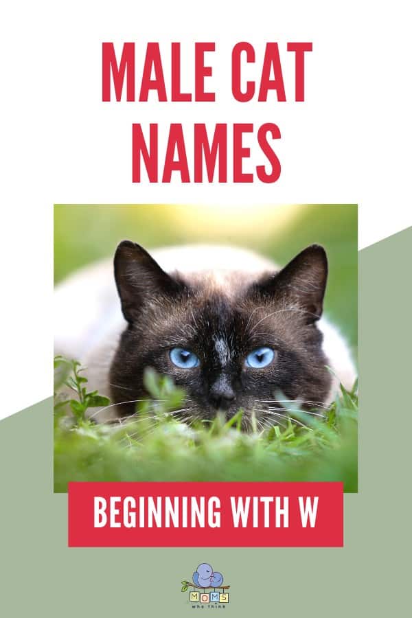 W Names For Boy Cats.html