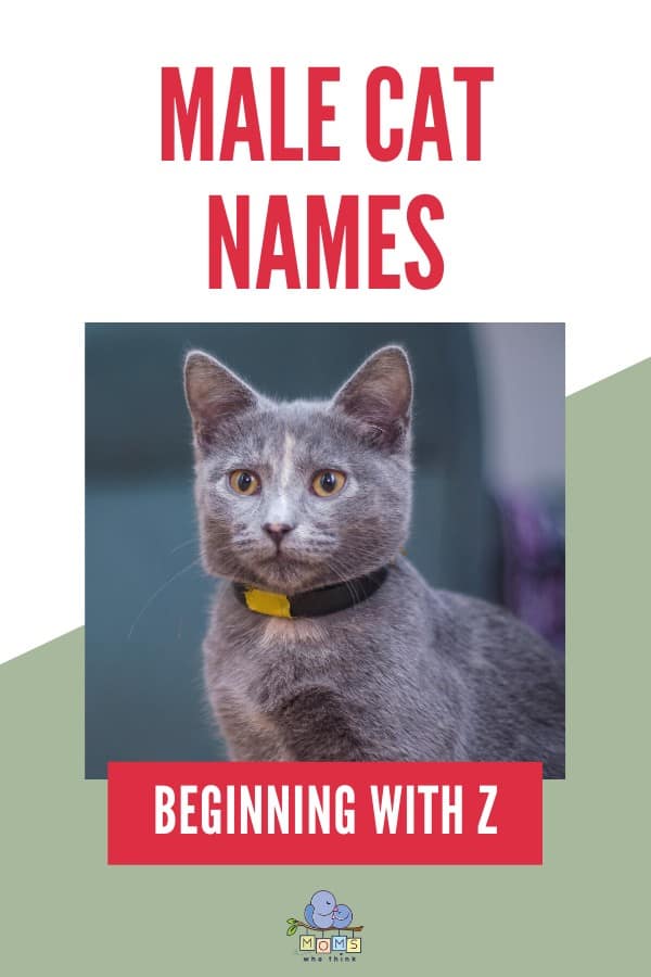 Names For Boy Cats Z