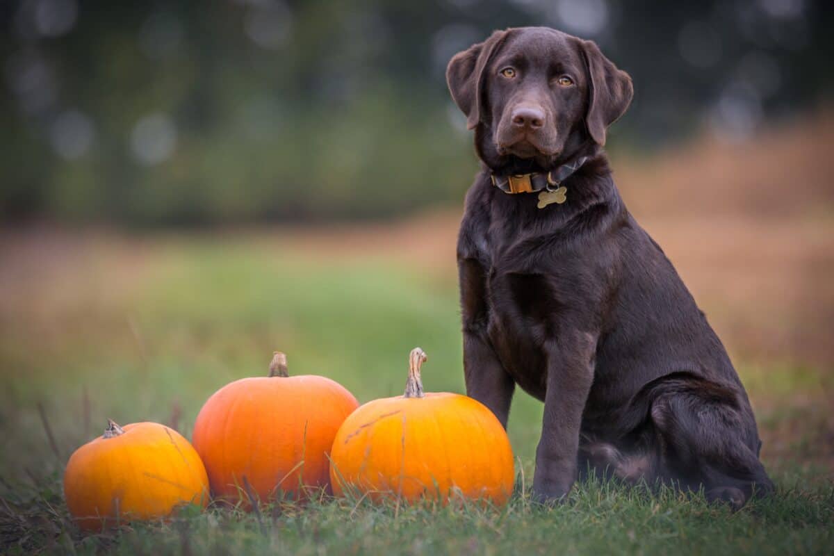 male-dog-names-e