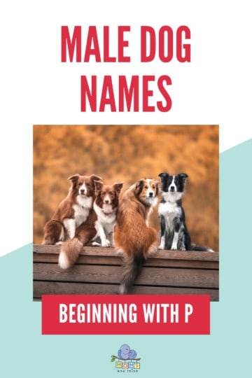 Male Dog Names P