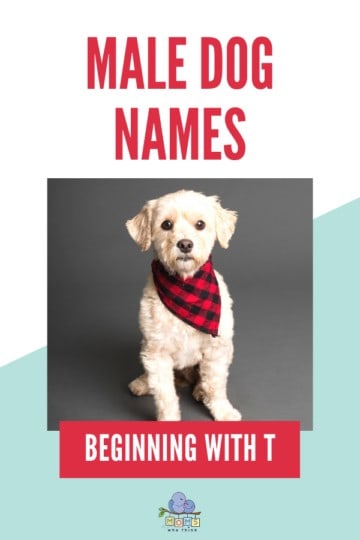 male dog names with t