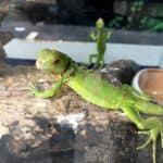 Pet Lizards: Your Ultimate Get-Started Guide