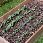 A Full Guide to Raised Bed Gardening