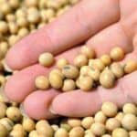 Soy and Weight Loss - What's the Real Story?