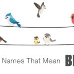 Baby Names That Mean Bird