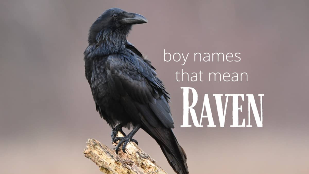 boy-names-that-mean-raven-momswhothink