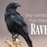 Boy Names That Mean Raven