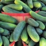 Try This Amazing Creamed Cucumbers Recipe