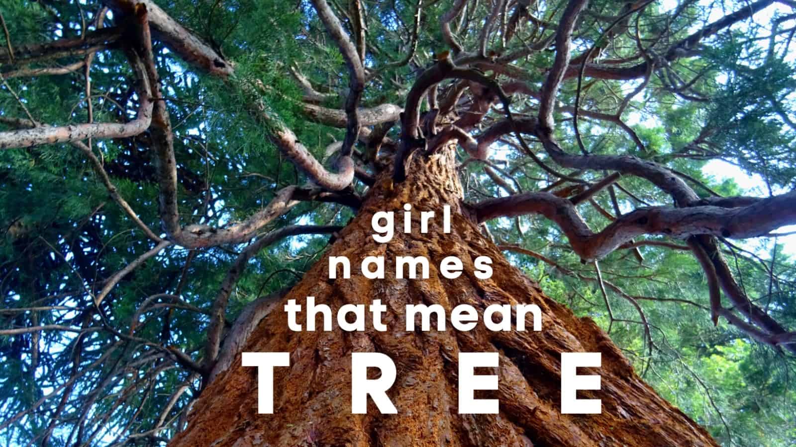 Names That Mean Tree Hugger