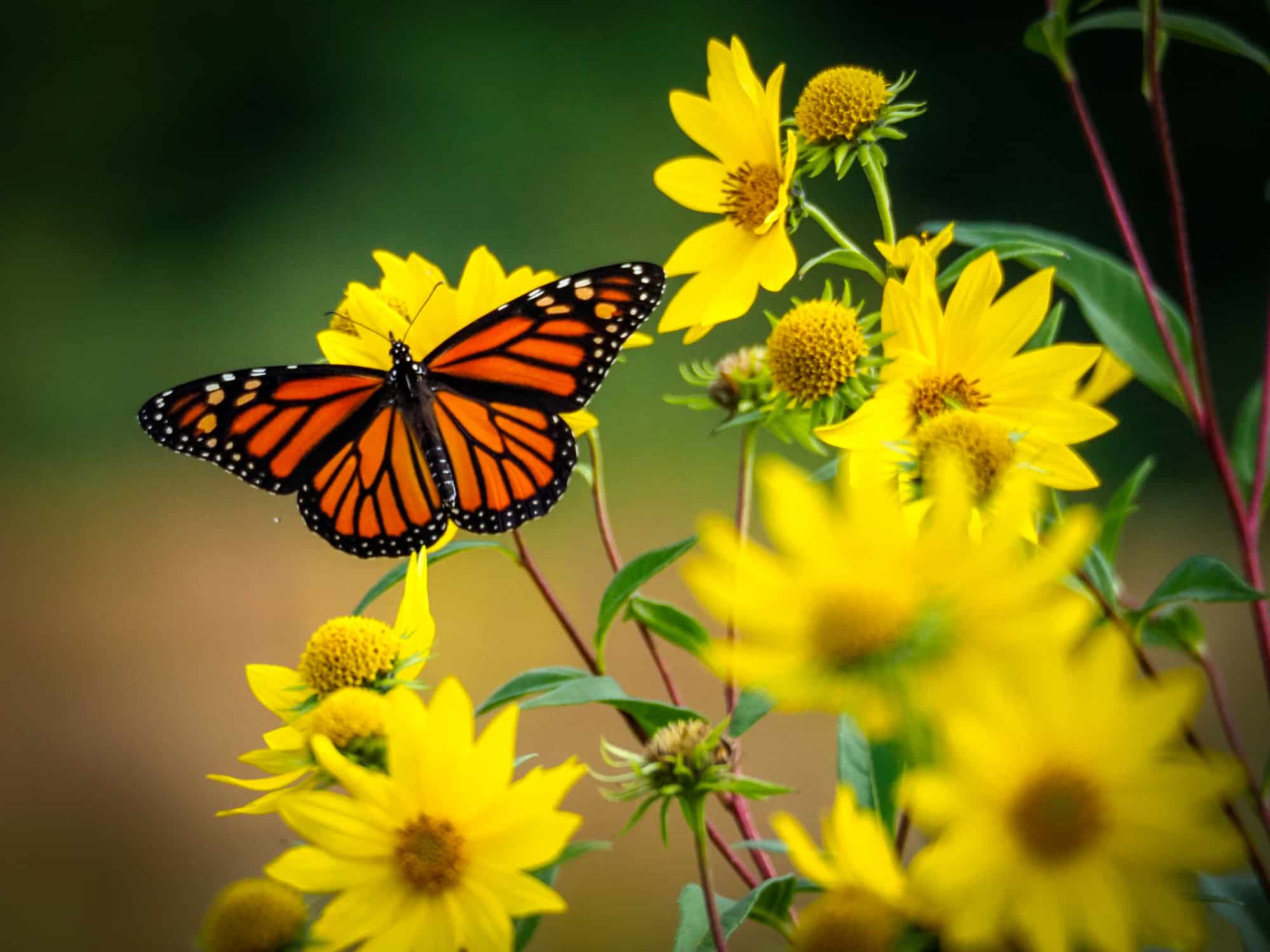 DIY Flower Butterfly Wings - Woodlark Blog