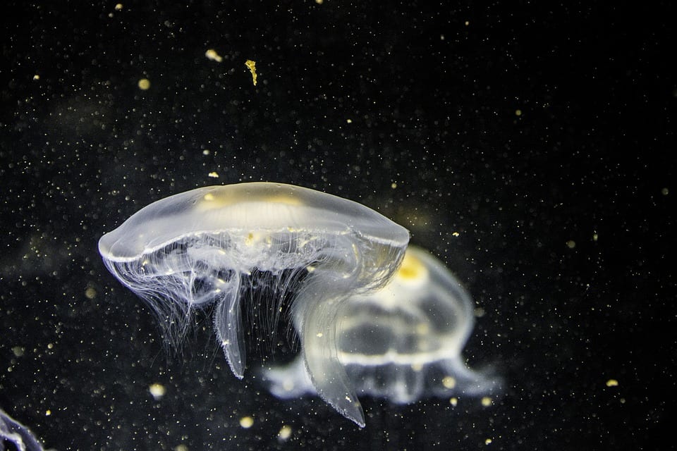 jellyfish animal underwater close-up dark fish macro nature tentacles