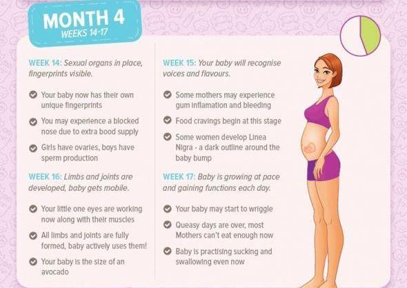 Everything You Need to Know About Being Four Months Pregnant